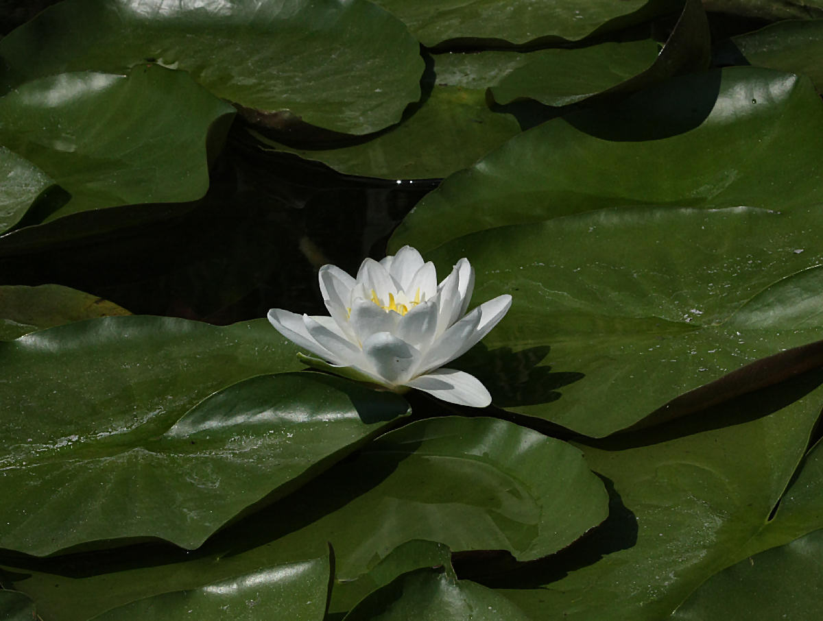 Nymphaea alba